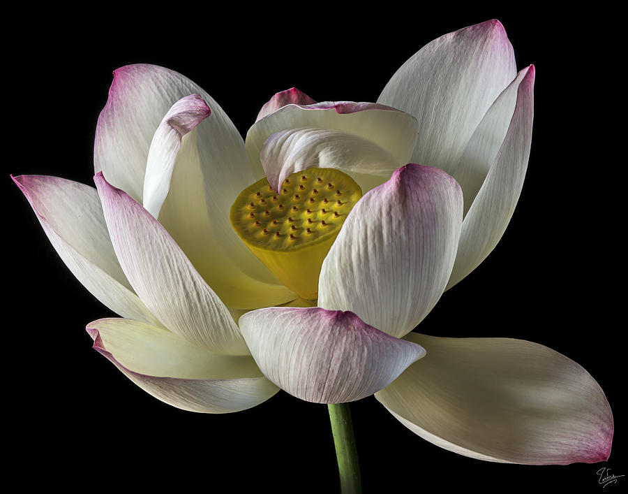 Lotus Photograph by Endre Balogh
