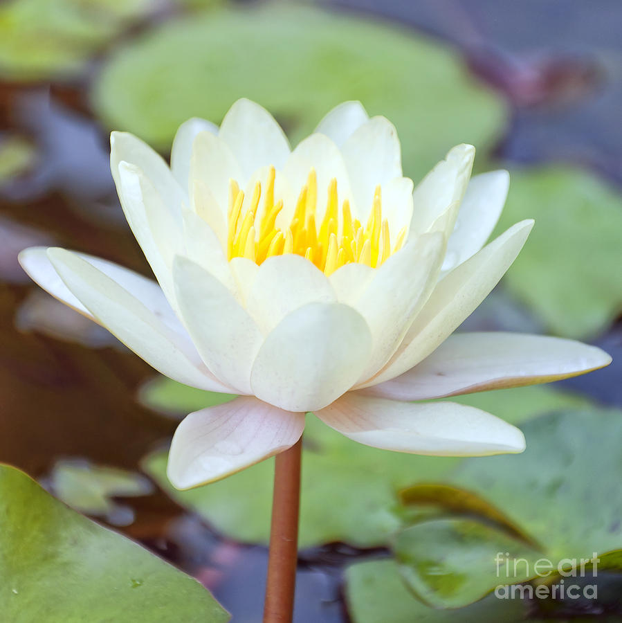 Nature Photograph - Lotus flower 02 by Antony McAulay
