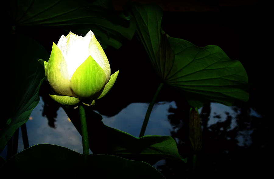 Lotus Flower 2 Photograph by Kara  Stewart
