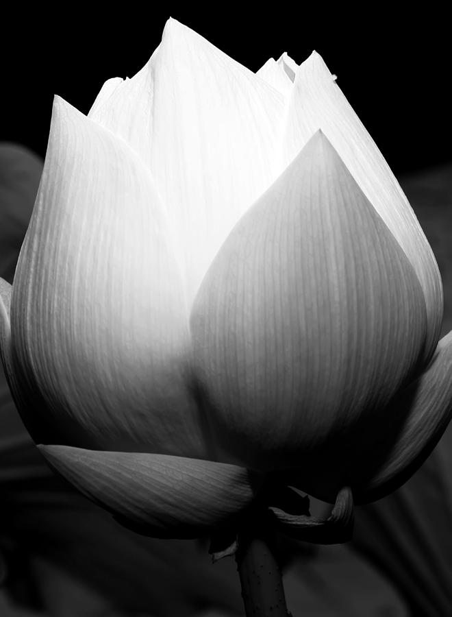 Lotus Flower 3 Photograph by Kara  Stewart