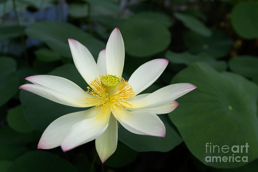 Lotus Flower Photograph by Ann Garrett