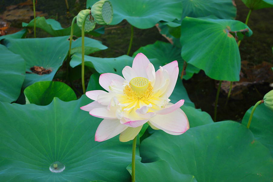 Lotus Flower At Yangsuri Along The Bukhangang River In