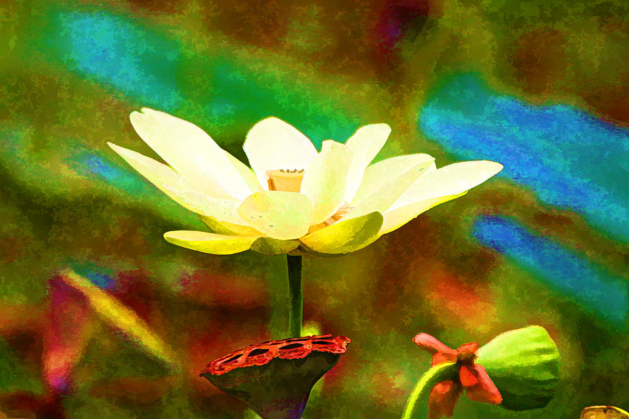 Flower Digital Art - Lotus Flower by Audreen Gieger