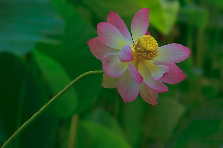 Lotus Flower Photograph by Beth Sargent