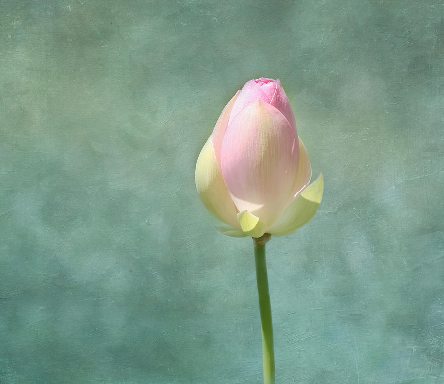 Flower Photograph - Lotus Flower Bud by Kim Hojnacki