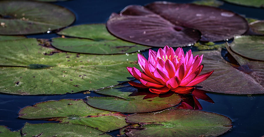 Lotus Flower Photograph by (c) Swapan Jha