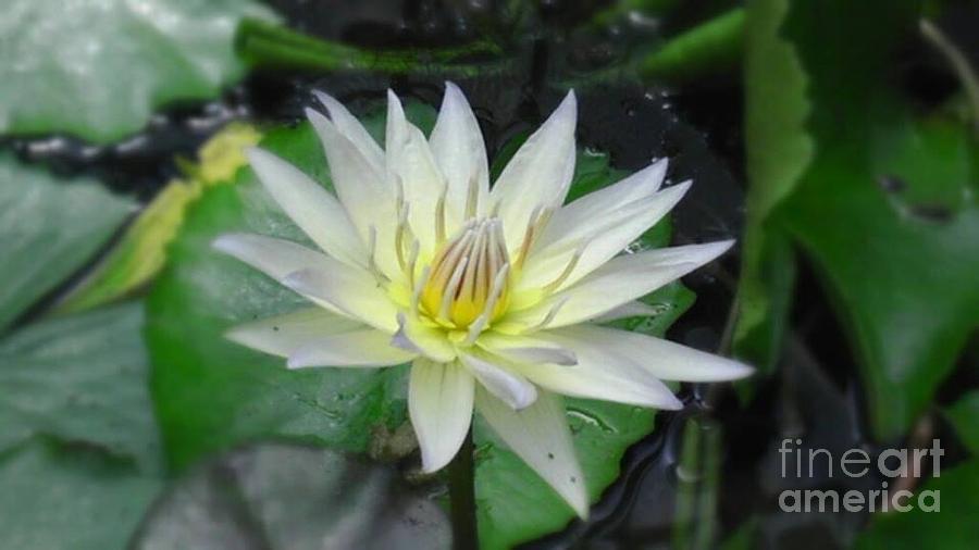 Nature Photograph - Lotus Flower by Charlotte Gray