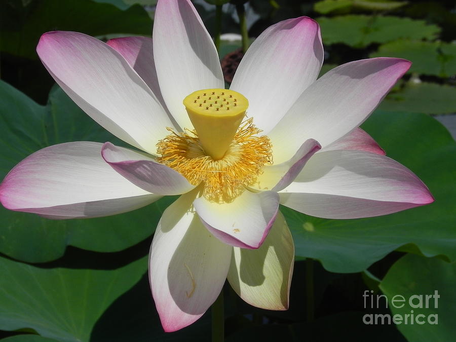 Lotus Flower Photograph by Chrisann Ellis