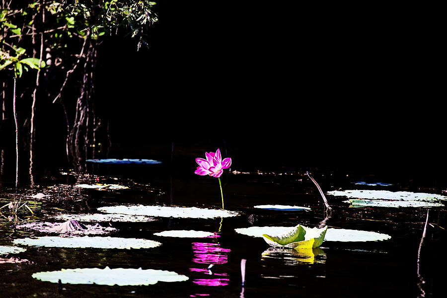 Lily Photograph - Lotus Flower-Corroboree Billabong by Douglas Barnard