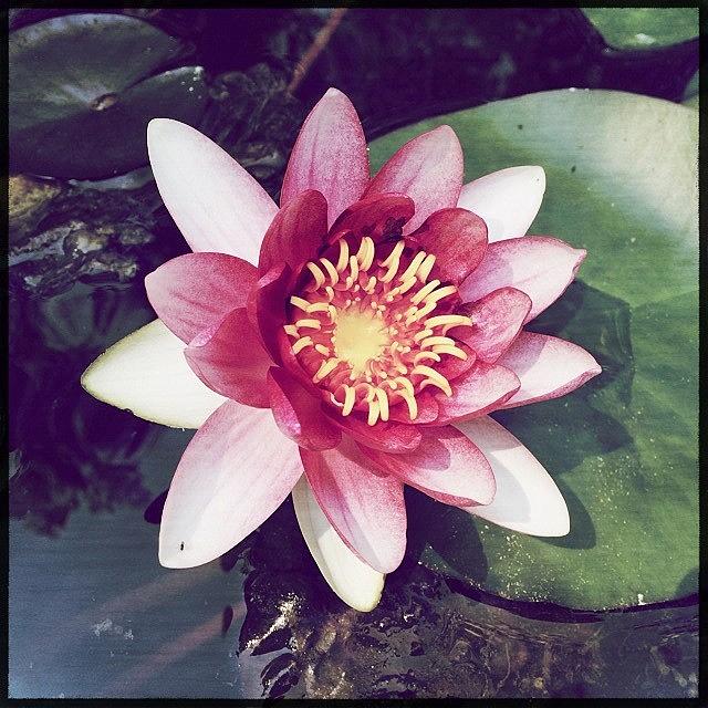 Flowers Still Life Photograph - #lotus #flower #floral #hipstamatic by Jan Pan