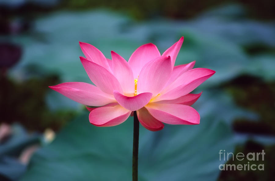 Wildflower Photograph - Lotus flower by George Atsametakis