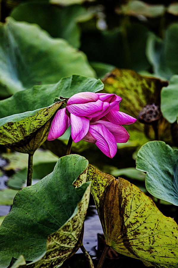 Lotus Flower- Gungarre billabong Photograph by Douglas Barnard