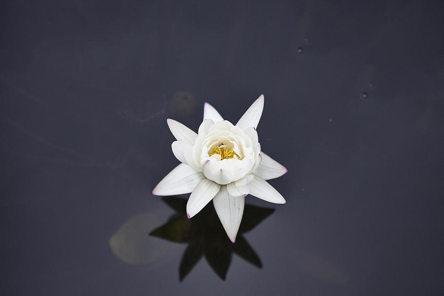 Lotus Flower- Gungarre Billabong V4 Photograph by Douglas Barnard