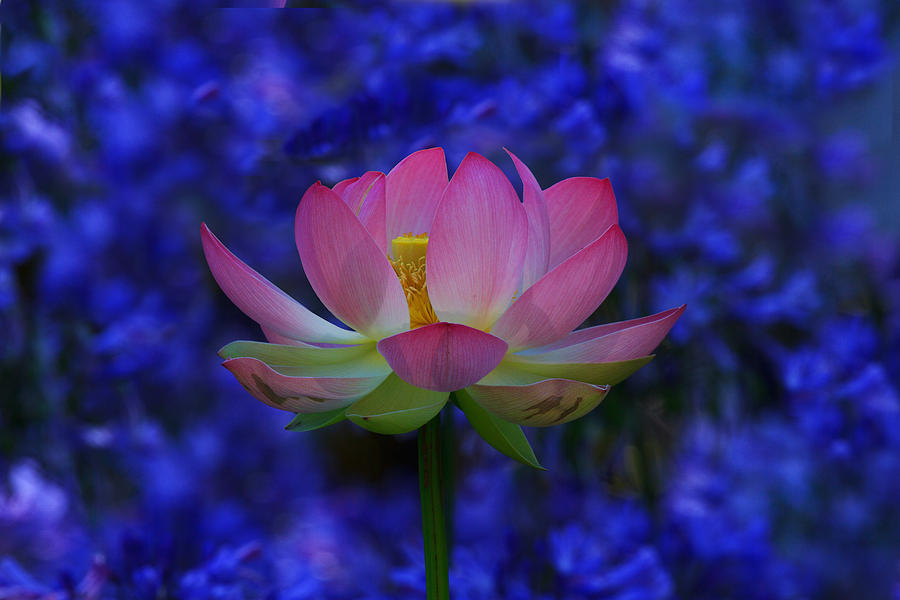 Lotus Flower In Blue Photograph by Beth Sargent