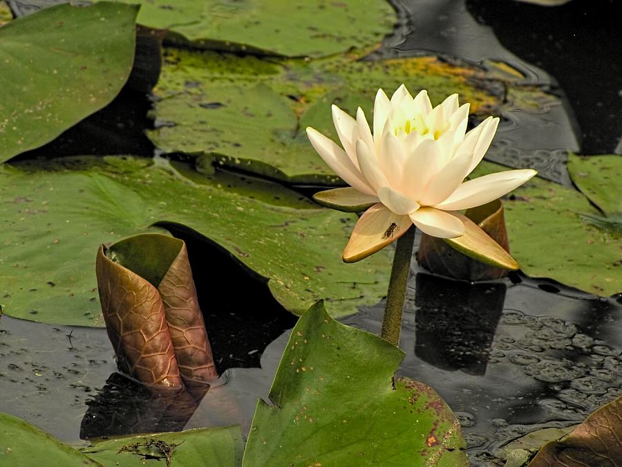 Lotus Flower in White Photograph by Jennifer Wheatley Wolf