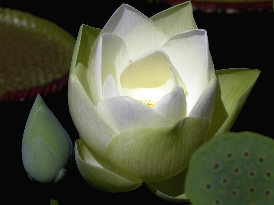 Lotus Flower in White Photograph by Julie Palencia