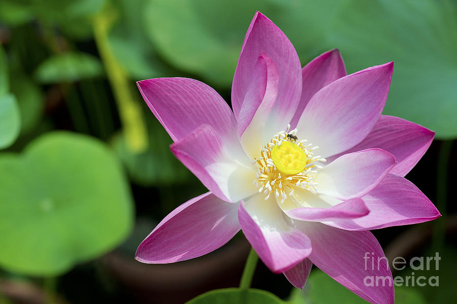 Lotus flower Photograph by Ivy Ho