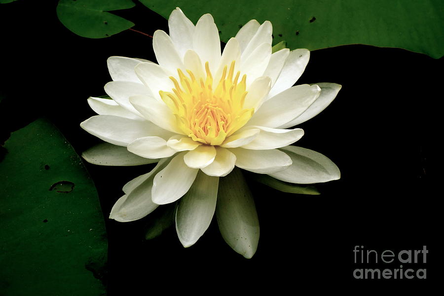 Lotus Flower Photograph by Jacqueline Athmann