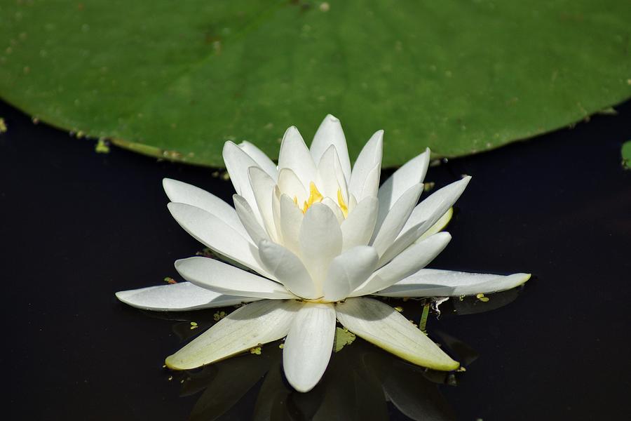 Lotus Flower Photograph by Jean Goodwin Brooks