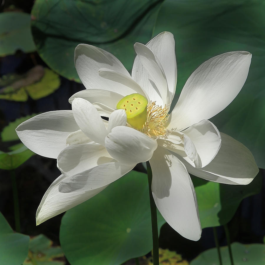 Lotus Flower Photograph by Joseph G Holland