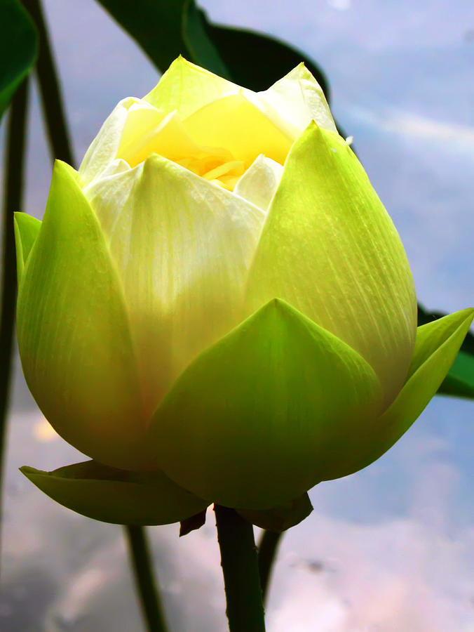Lotus Flower Photograph by Kara  Stewart