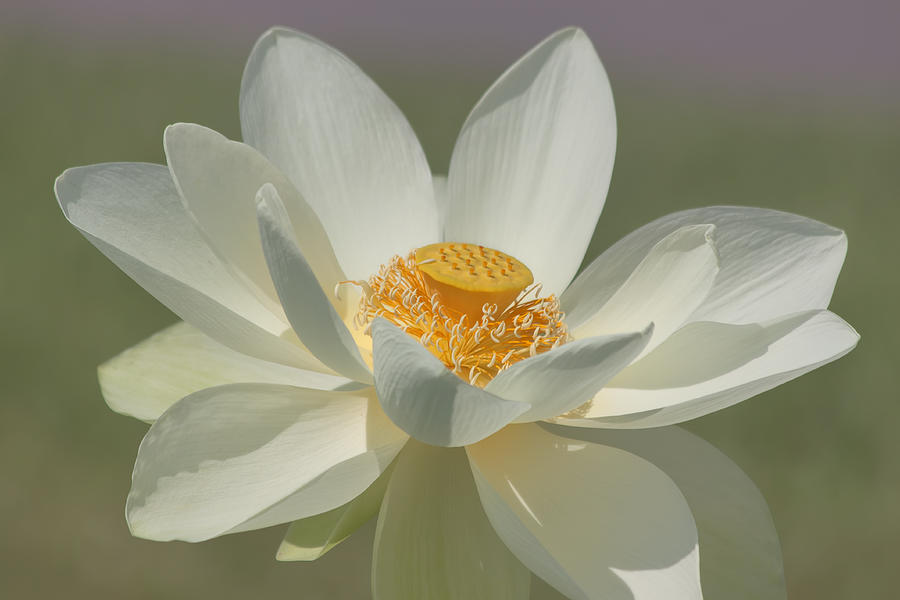 Lotus Flower Photograph by Kim Hojnacki