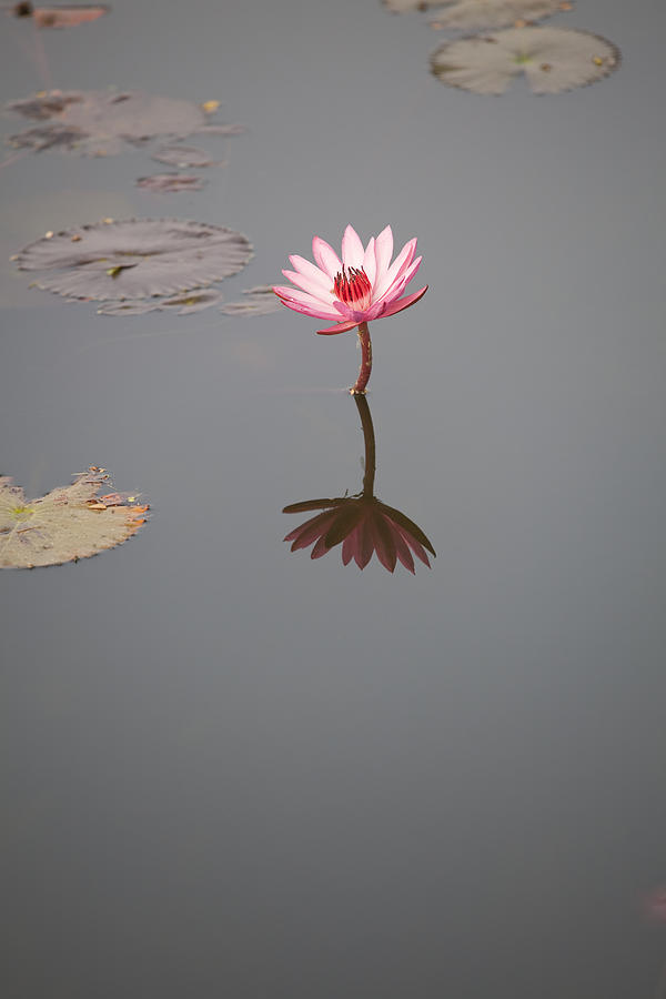 Lotus Flower Photograph by Maria Heyens