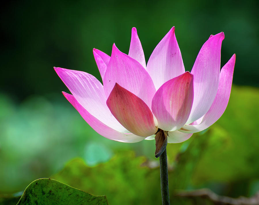 Top 7 Flowers Symbolizing Life: The Precarious Yet Tenacious Miracle of Life