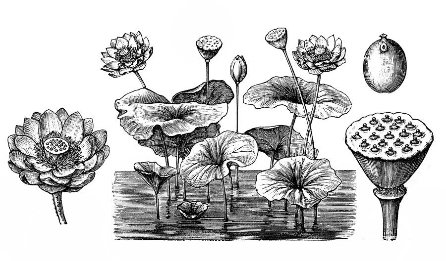 Lotus flower (Nelumbo nucifera) Drawing by Nastasic