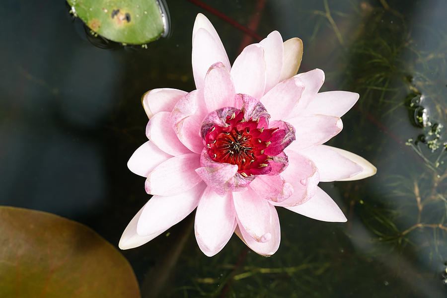 Lotus Flower New Species Blooming Photograph by Xvision