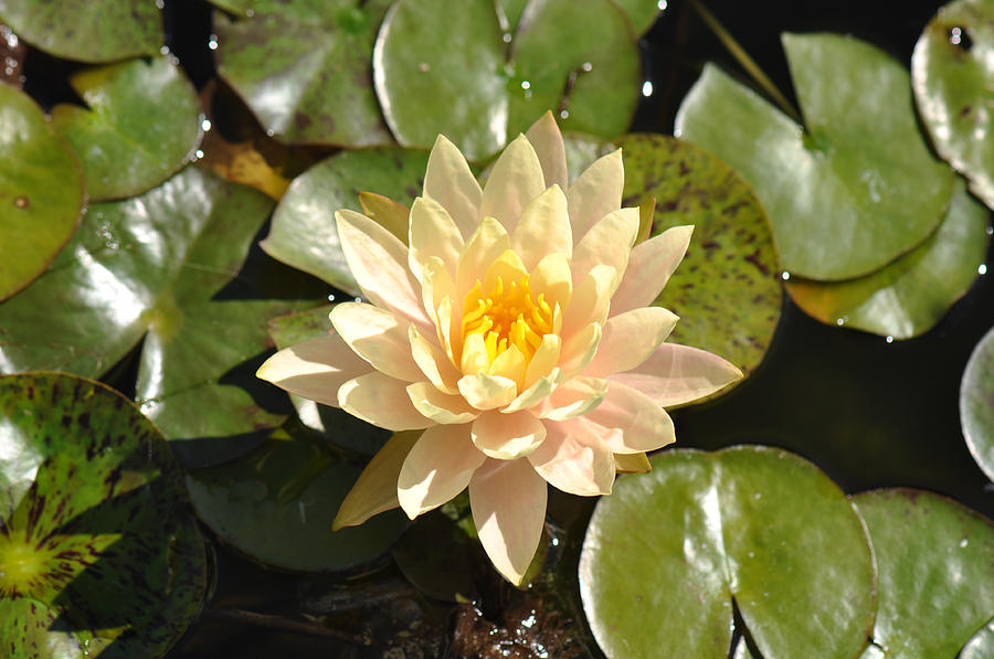 Lotus Flower on Lily Pad Photograph by Brandon Bourdages