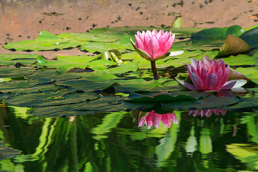 Lotus Flower Reflections Photograph by Beth Sargent