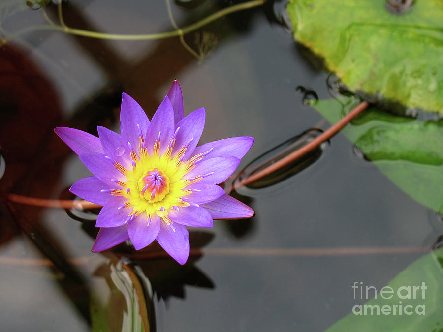 Lotus Flower Photograph by Rick Piper Photography