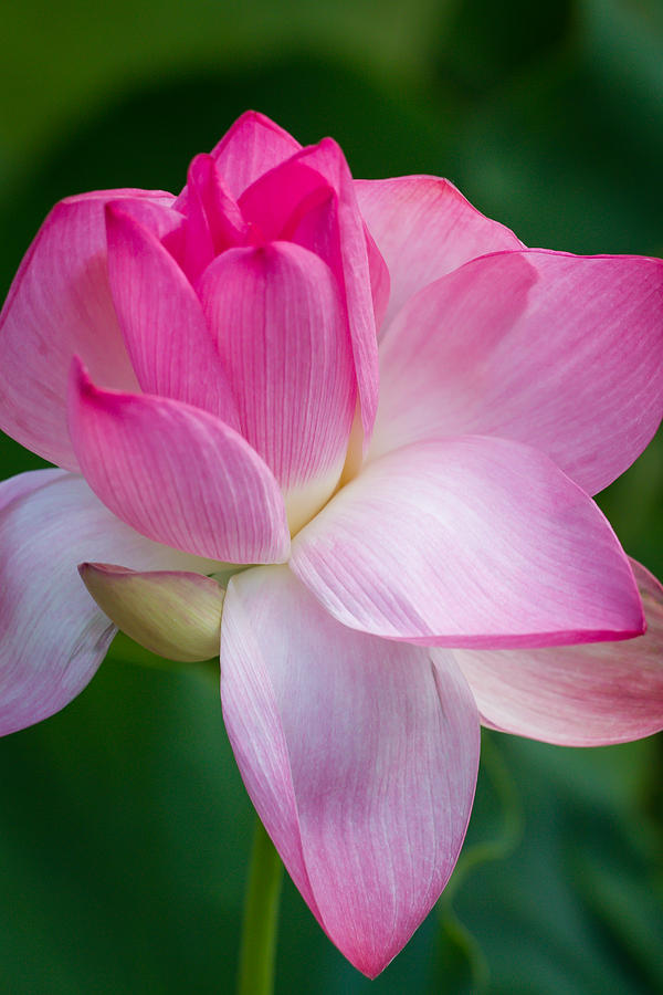Lotus Flower Photograph by Roger Mullenhour