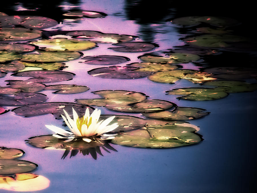 Sunset Photograph - Lotus Flower Sunset by Bill Boehm