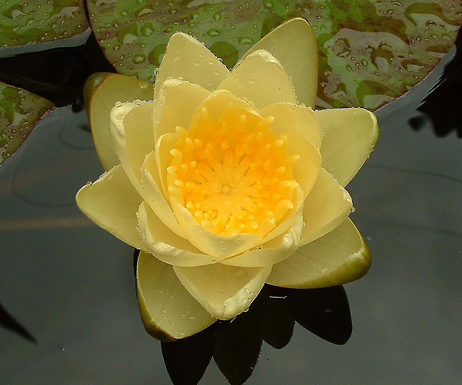 Nature Photograph - Lotus Flower by Tanya Hamell
