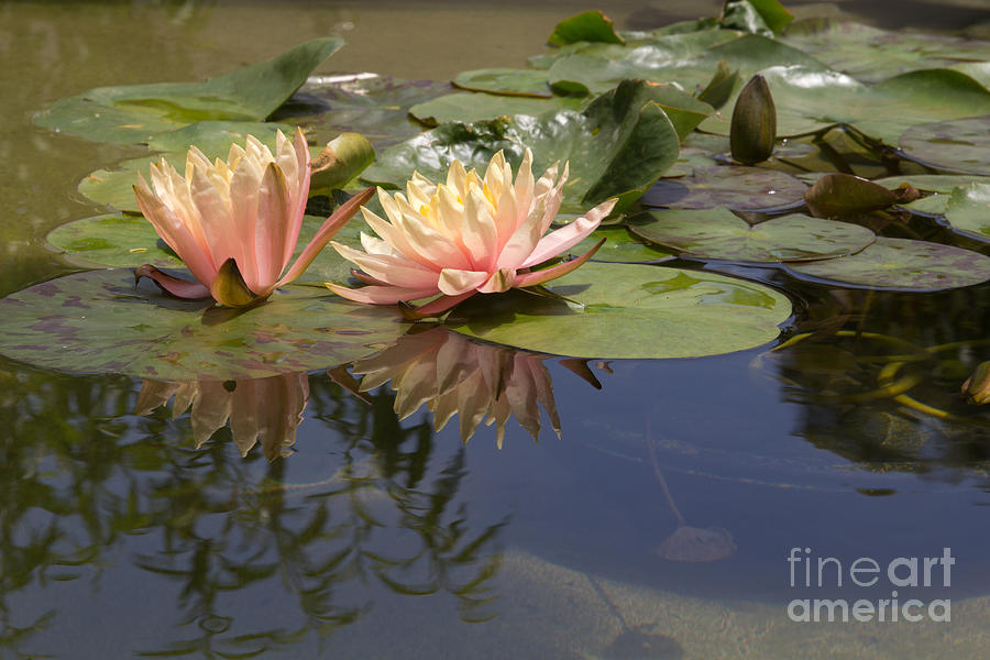 Lotus Flower Photograph By Tomas Benavente Pixels 9517