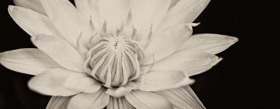 Lotus flower Photograph by U Schade