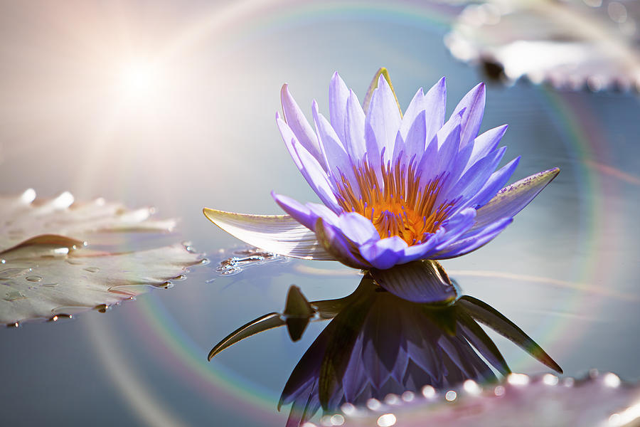 Nature Photograph - Lotus Flower With Sun Flare by Good Focused