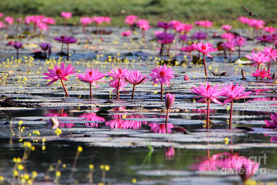 Lotus flowers Photograph by Amanda Mohler