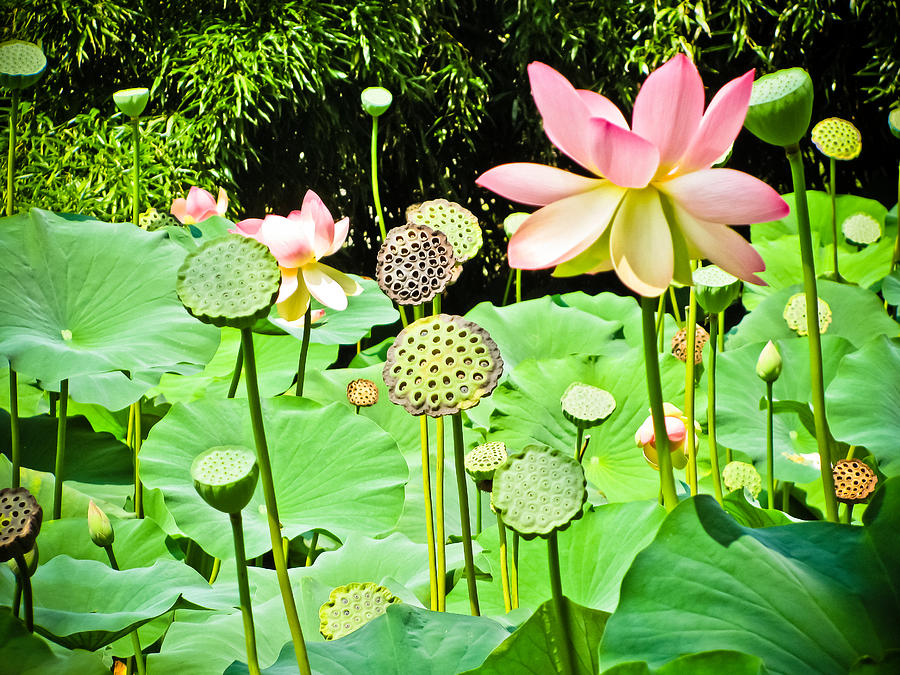 Lotus Flowers and Pods Photograph by Colleen Kammerer