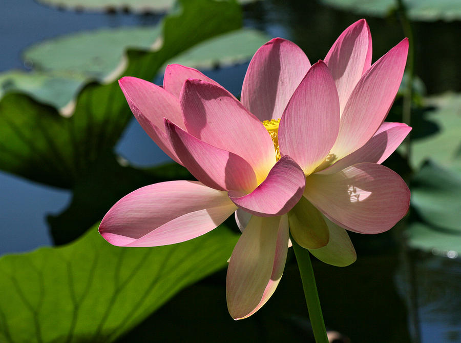 Lotus - Flowers Photograph by Daliana Pacuraru