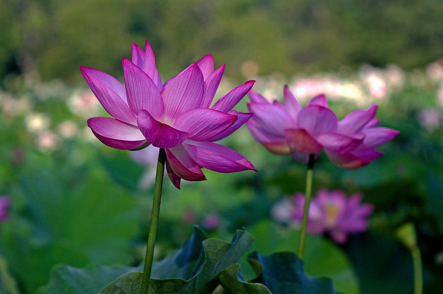 Lotus Flowers Photograph by Jerry Gammon