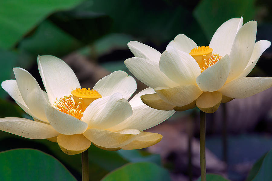 Lotus Flowers Photograph by Mary Almond