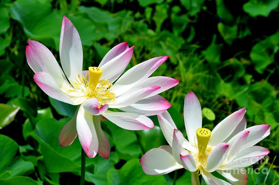 Lotus Flowers Photograph by Mary Deal