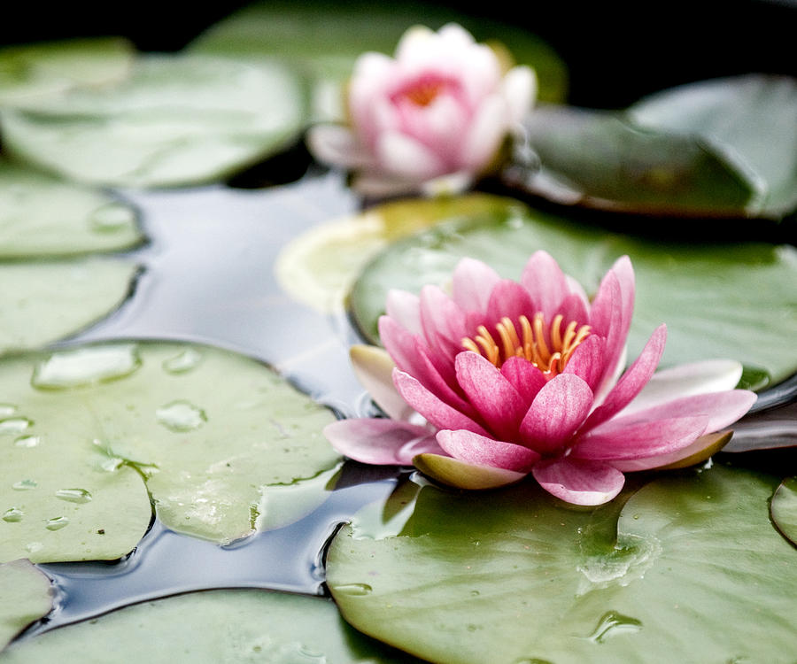 Lotus flowers Photograph by Photo by Nathiya Prathnadi