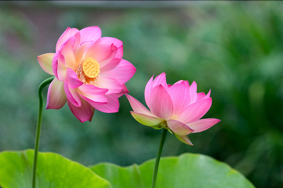 Lotus Flowers Photograph by RM Vera