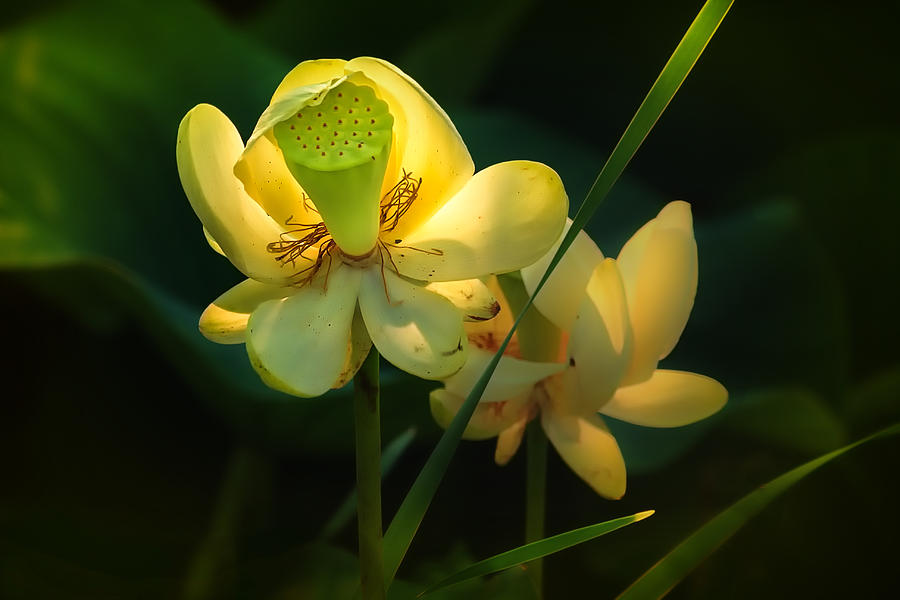 Lotus full of sunshine Photograph by Sylvia J Zarco