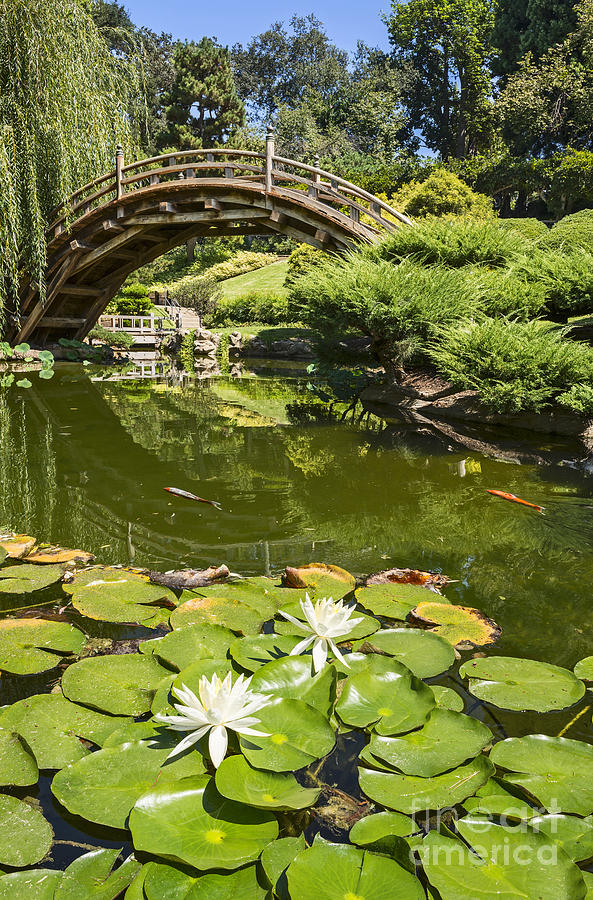 Lily Photograph - Lotus Garden - Japanese Garden at the Huntington Library. by Jamie Pham