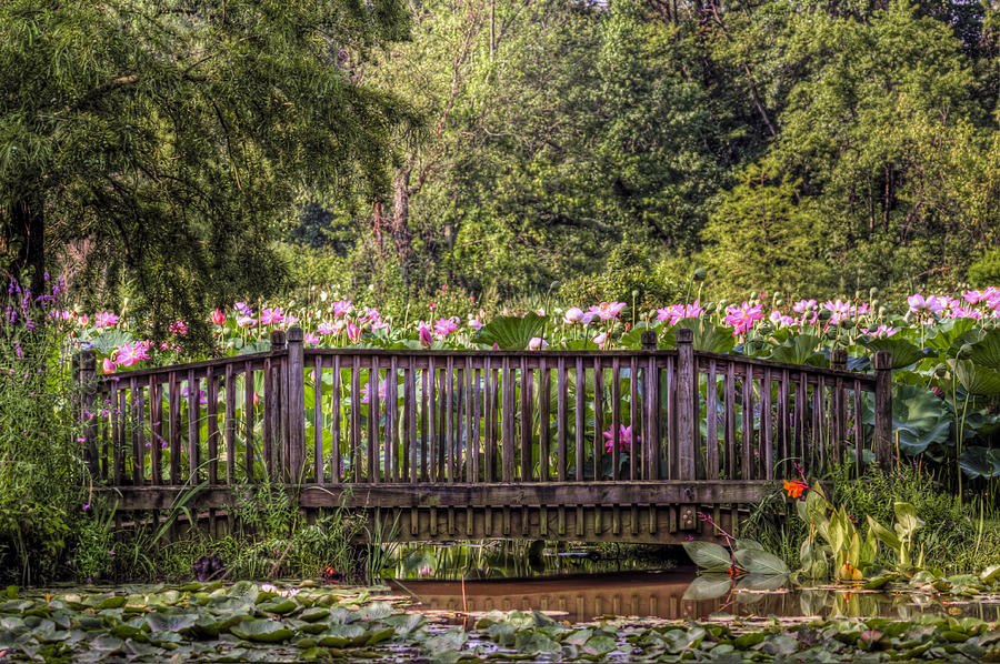 Lotus Garden Pond and Bridge Photograph by Jerry Gammon
